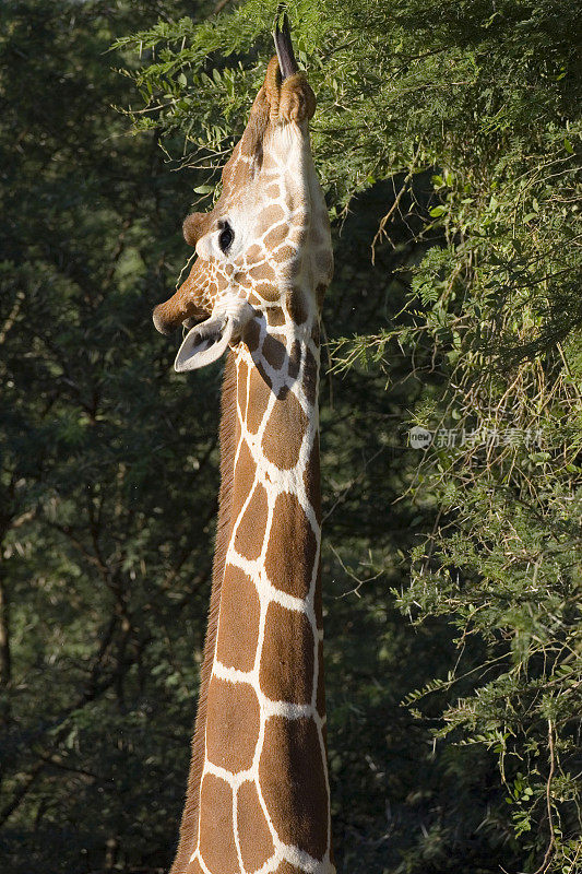 网状长颈鹿(Giraffa camelopardalis reticulata)